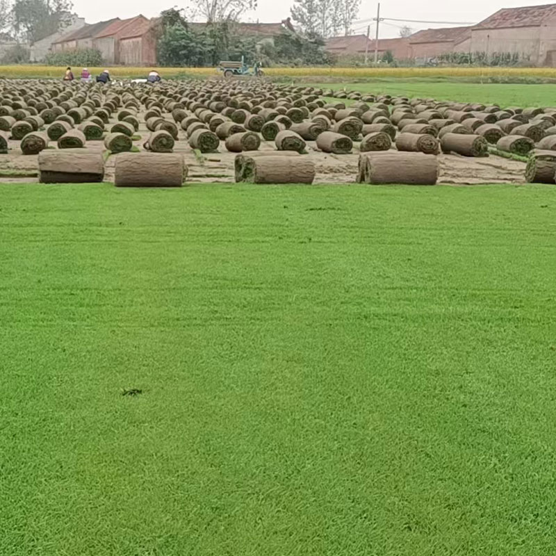 午夜福利区草坪